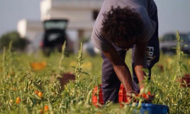 Sanatoria immigrati per l’agricoltura, dal Veneto un doppio “no”: “Servono i voucher”