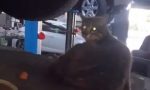 Miagolio nell’auto, la porta in officina: mamma gatto stava partorendo – VIDEO