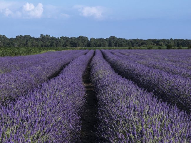 Il Polesine come la Provenza: i campi di lavanda incantano i social