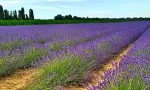 Campi di lavanda in Polesine: dopo la ressa arrivano i ladri