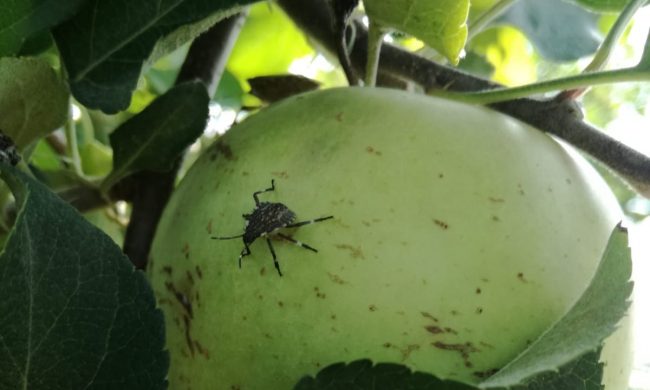 Cimice asiatica: in arrivo i rimborsi della Regione, Rovigo tra le più colpite