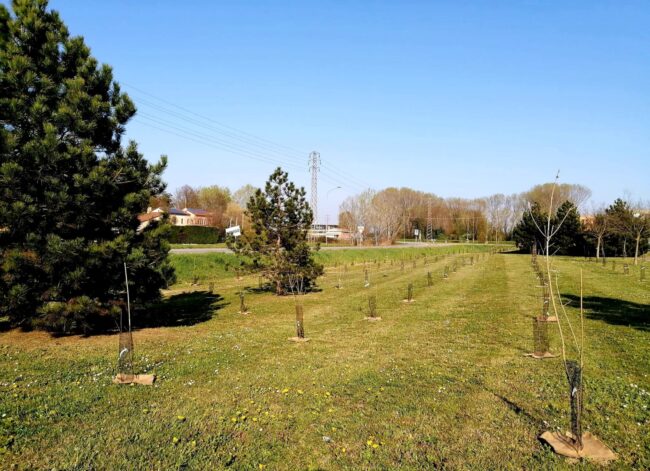 Realizzato un bosco urbano da oltre 600 piante con il contributo di quattro aziende