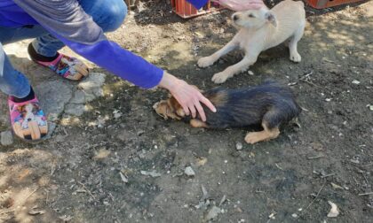 Cuccioli prigionieri in recinti minuscoli tra lamiere arrugginite