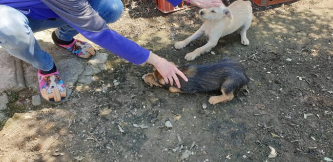 Cuccioli prigionieri in recinti minuscoli tra lamiere arrugginite