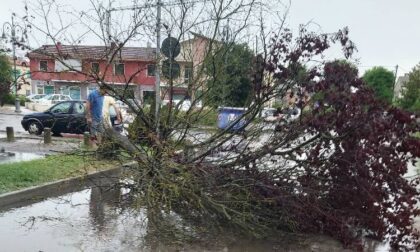 Ondata di maltempo nel Delta: numerosi alberi sradicati a Porto Tolle