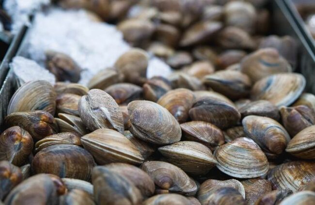 Pesca abusiva in Polesine, sequestrati oltre 15 quintali di vongole