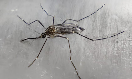 Virus West Nile, paziente positiva a Rovigo sviluppa un'encefalite