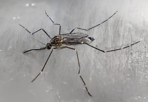 Virus West Nile, paziente positiva a Rovigo sviluppa un’encefalite