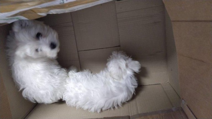 Nel furgone sulla “Romea” c’erano due cuccioli di razza maltese e farmaci vietati