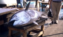Pesca tonno rosso nonostante i divieti: 7mila euro di multa