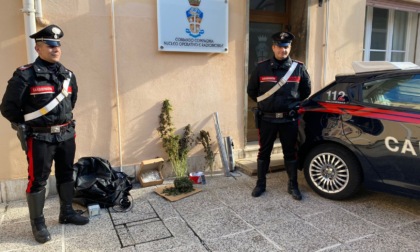 Scoperta una vera e propria “serra” per la coltivazione di marijuana: arrestato 22enne