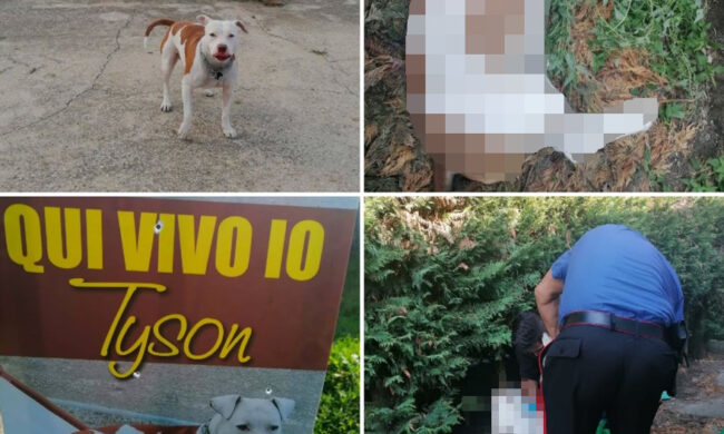 Il cane abbaia e il cacciatore lo uccide senza pietà a colpi di fucile