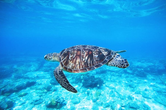 La tutela dell’ambiente e degli animali entrano nella Costituzione