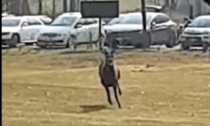 Il video del cervo "golfista" che corre nel campo tra una buca e l'altra