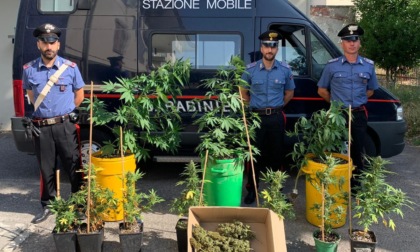 Trasforma il giardino di casa in una serra per coltivare marijuana