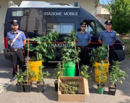 Trasforma il giardino di casa in una serra per coltivare marijuana