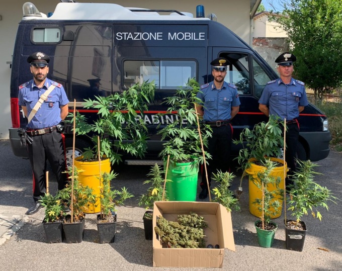 Trasforma il giardino di casa in una serra per coltivare marijuana