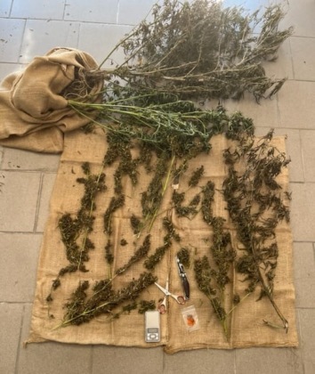 Coltiva marijuana lungo l’argine del Po: 39enne arrestato
