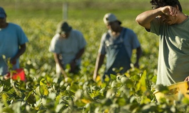 Caporalato nelle campagne polesane: lavoratori pagati tre euro l’ora per raccogliere l’aglio