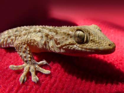 Deve traslocare e affida a un conoscente il ratto e il geco cinese: ma l’amico si tiene gli animali e sparisce
