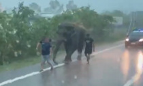 Rosolina, elefante spaventato dal temporale scappa dal circo: trovato e scortato dai Carabinieri