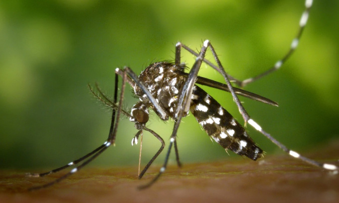 West Nile: i consigli della Direzione Prevenzione della Regione Veneto per difendersi dal virus