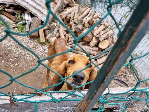 Sequestrato dall’Oipa un segugio ridotto a uno scheletro: denunciato l’uomo che lo deteneva