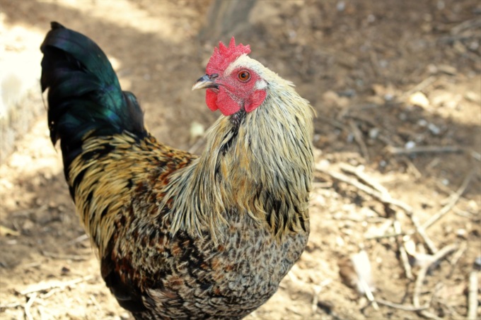 Influenza aviaria anche in Polesine: otto i casi di positività