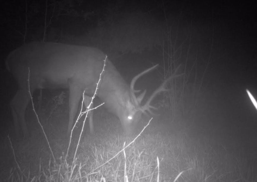 Segue il corso del fiume e si trova a S.Anna di Chioggia: “catturato” un cervo