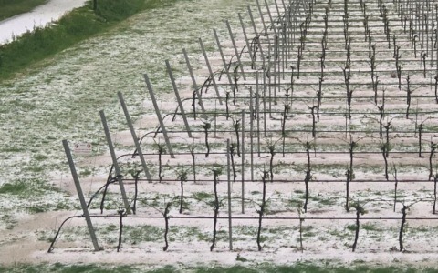 Violenta grandinata in Polesine: danni ingenti alle colture