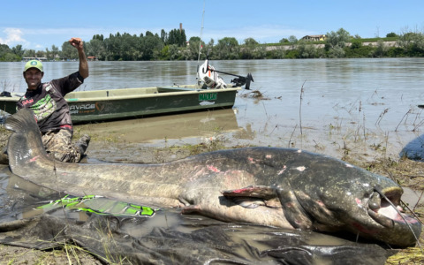 Catturato il “mostro” del Po: le immagini del pesce gatto di quasi 3 metri