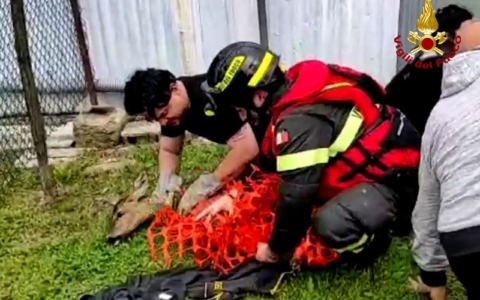 Capriolo in difficoltà nel fiume Adigetto: i Vigili del Fuoco riescono a salvarlo