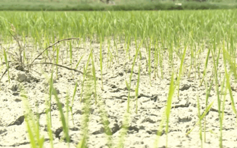 Cuneo salino: una grande minaccia per le risaie del Delta del Po