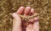 Stop all'accordo sul grano: aumentano i prezzi e la preoccupazione in Polesine