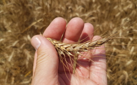 Stop all’accordo sul grano: aumentano i prezzi e la preoccupazione in Polesine