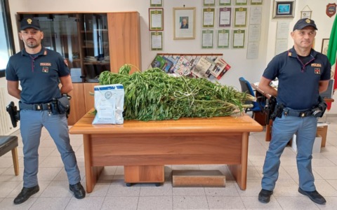 Scoperti tre giovani “coltivatori diretti” di marijuana tra Villadose e Loreo