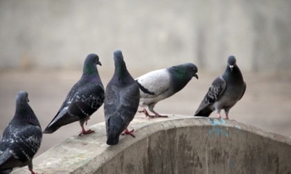Troppi piccioni a Occhiobello: il Comune approva il piano di contenimento