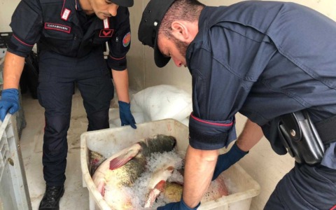 Bracconaggio e abbandono di rifiuti a Rovigo: 27 persone denunciate