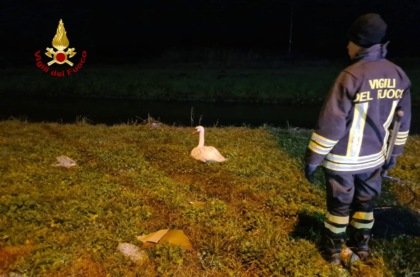 Cigno reale ferito e in difficoltà, vagava lungo l’argine del canale
