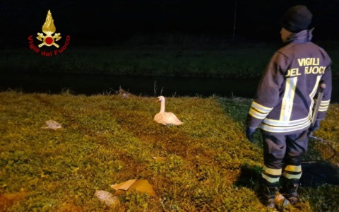 Cigno reale ferito e in difficoltà, vagava lungo l’argine del canale