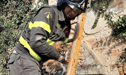 Incastrato sul tetto di una casa disabitata, miagola e attira l’attenzione dei passanti, gatto salvato dai vigili del fuoco