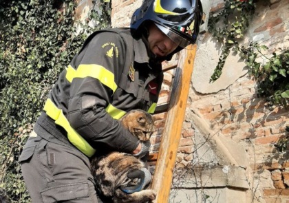 Incastrato sul tetto di una casa disabitata, miagola e attira l’attenzione dei passanti, gatto salvato dai vigili del fuoco