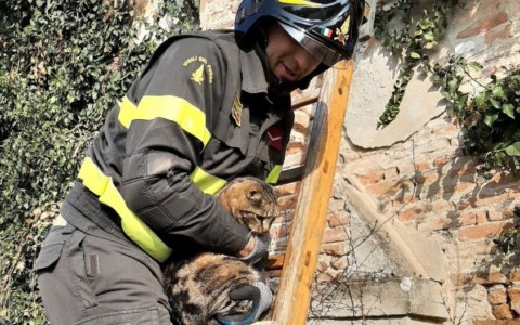 Incastrato sul tetto di una casa disabitata, miagola e attira l’attenzione dei passanti, gatto salvato dai vigili del fuoco
