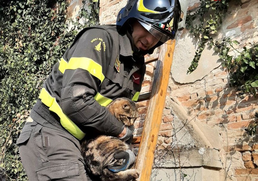 Incastrato sul tetto di una casa disabitata, miagola e attira l’attenzione dei passanti, gatto salvato dai vigili del fuoco