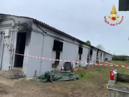 Incendio in un allevamento a Roverdicrè: morti 200 maiali, un dipendente intossicato