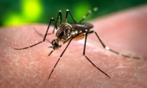 Caso di Dengue tra Rovigo e Adria, disinfestazioni di zanzare per evitare la diffusione del virus