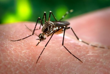 Caso di Dengue tra Rovigo e Adria, disinfestazioni di zanzare per evitare la diffusione del virus