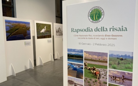 Una mostra alla scoperta della coltivazione del riso