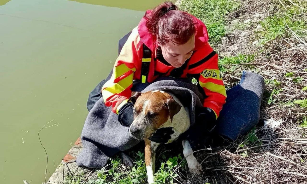 Finisce in un canale e rischia di annegare, il cane Bora salvato dai vigili del fuoco