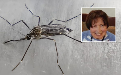 Prima vittima del West Nile in Veneto: è un’anziana 81enne di Castelmassa